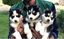 Puppies for sale , husky - Romania, Iasi