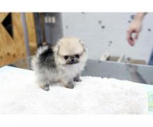 Puppies for sale pomeranian spitz - Portugal, Mirandela