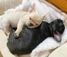 Puppies for sale french bulldog - Italy, Naples