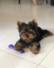 Puppies for sale yorkshire terrier - Hungary, Pech