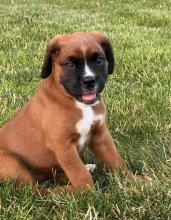 Puppies for sale akita - Ireland, Cork