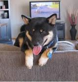 Puppies for sale other breed, shiba inu - Kazakhstan, Petropavlovsk