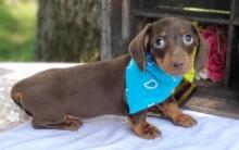 Puppies for sale dachshund - Ireland, Dublin. Price 155 €