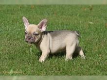 Puppies for sale french bulldog - Sweden, Esbjerg