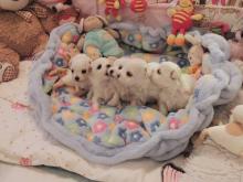 Puppies for sale maltese - Bulgaria, Rousse