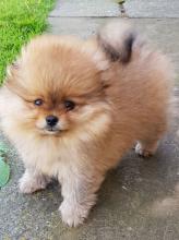 Puppies for sale chow chow - Ireland, Cork