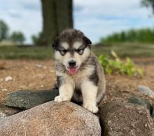 Puppies for sale haski, siberian husky - Ireland, Cork