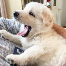 Puppies for sale golden retriever - Ireland, Cork