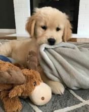 Puppies for sale golden retriever - Ireland, Cork