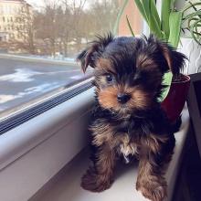 Puppies for sale yorkshire terrier - Russia, Barrow