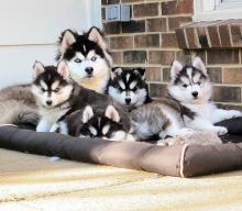 Puppies for sale other breed, siberian husky - USA, Colorado