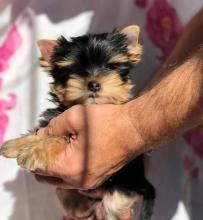 Puppies for sale yorkshire terrier - Sweden, Helsingborg