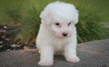 Puppies for sale bichon - Ireland, Cork