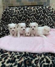 Puppies for sale maltese - USA, California