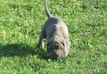 Puppies for sale neapolitan mastiff - Ireland, Cork