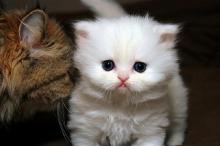 Puppies for sale , persian kittens - United Kingdom, London
