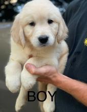 Puppies for sale golden retriever - USA, California, San Jose