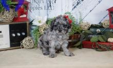 Puppies for sale other breed, cavapoo puppies - Ireland, Cork