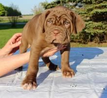 Puppies for sale neapolitan mastiff - Ireland, Dublin