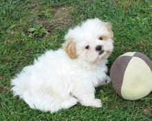 Puppies for sale maltese - Spain, Murcia