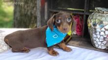 Puppies for sale dachshund - Ireland, Cork