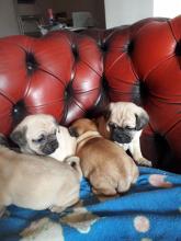 Puppies for sale pug - Georgia, Poti