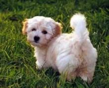 Puppies for sale havanese - Portugal, Lisbon