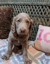 Puppies for sale weimaraner - Ireland, Cork