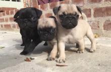 Puppies for sale pug - Georgia, Zugdidi