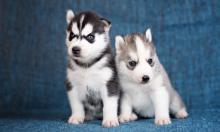 Puppies for sale , siberian husky - Kyrgyzstan, Osh