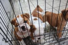 Puppies for sale english bulldog - Lithuania, Vilkaviskis