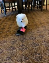 Puppies for sale pomeranian spitz - Ireland, Cork