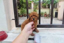 Puppies for sale toy-poodle - Lithuania, Kayschyadoris