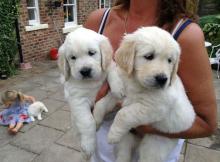 Puppies for sale golden retriever - United Kingdom, Cardiff