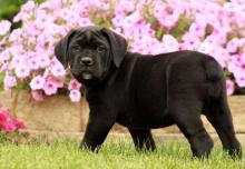 Puppies for sale italian corso dog - Portugal, Port