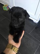 Puppies for sale pug - Georgia, Burn