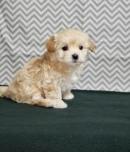 Puppies for sale mixed breed, maltipoo - Italy, Rome