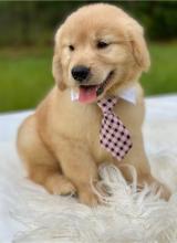 Puppies for sale golden retriever - United Kingdom, Salisbury