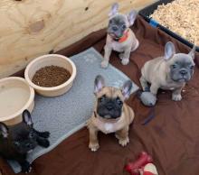 Puppies for sale french bulldog - United Kingdom, Blackburn