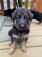 Puppies for sale german shepherd dog - Finland, Kuopio