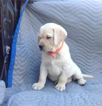 Puppies for sale labrador retriever - Italy, Turin