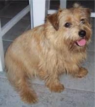 Puppies for sale norfolk terrier - Armenia, Vanadzor