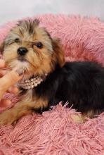 Puppies for sale yorkshire terrier - Greece, Piraeus