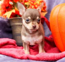 Puppies for sale chihuahua - Italy, Perugia