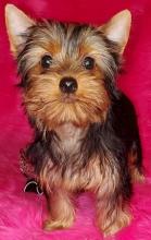 Puppies for sale yorkshire terrier - Belarus, Brest