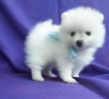 Puppies for sale pomeranian spitz - Ireland, Kinsale