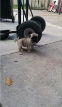 Puppies for sale pug - Georgia, Burn