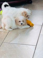 Puppies for sale other breed, cavachon puppies - Ireland, Cork