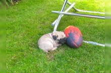 Puppies for sale pug - Uzbekistan, Samarkand