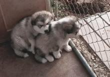 Puppies for sale other breed, alaskan malamute - Ireland, Cork